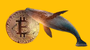 crypto whale