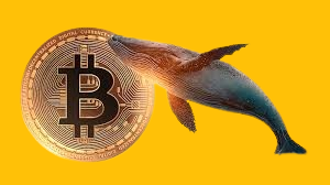 crypto whale